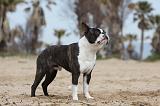 BOSTON TERRIER 378